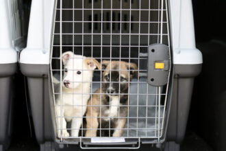 Câmara aprova projeto que suspende CNH de quem abandona animais em veículos