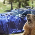 Cobrir carros com lona: parque orienta para evitar ataques de marmotas