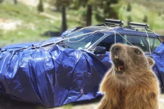 Cobrir carros com lona: parque orienta para evitar ataques de marmotas