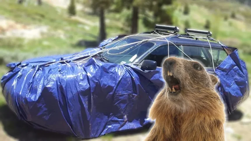Cobrir carros com lona: parque orienta para evitar ataques de marmotas