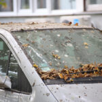 Remova cocô de pássaro sem manchar: passos rápidos para proteger a pintura